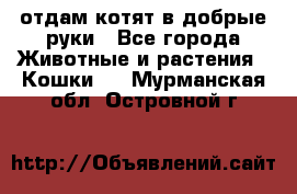 отдам котят в добрые руки - Все города Животные и растения » Кошки   . Мурманская обл.,Островной г.